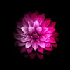 profile-img
